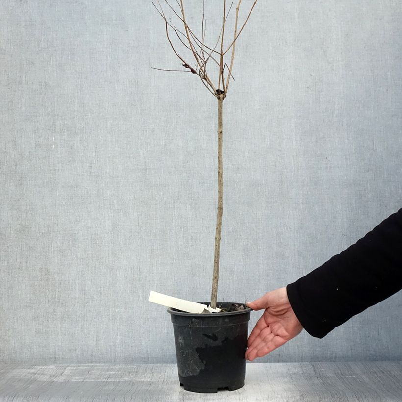 Exemplar von Cephalanthus occidentalis - Bois-bouton Pot de 3L/4L, Tige, Tige de 50 cm wie im Herbst geliefert