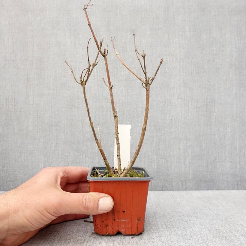 Exemplar von Cephalanthus occidentalis Moonlight Fantasy - Knopfbusch Kleine Töpfe von 8/9 cm wie im Frühjahr geliefert