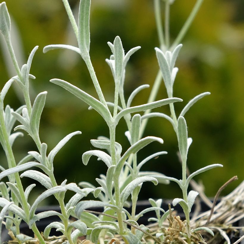Cerastium tomentosum var columnae - Filziges Hornkraut (Laub)