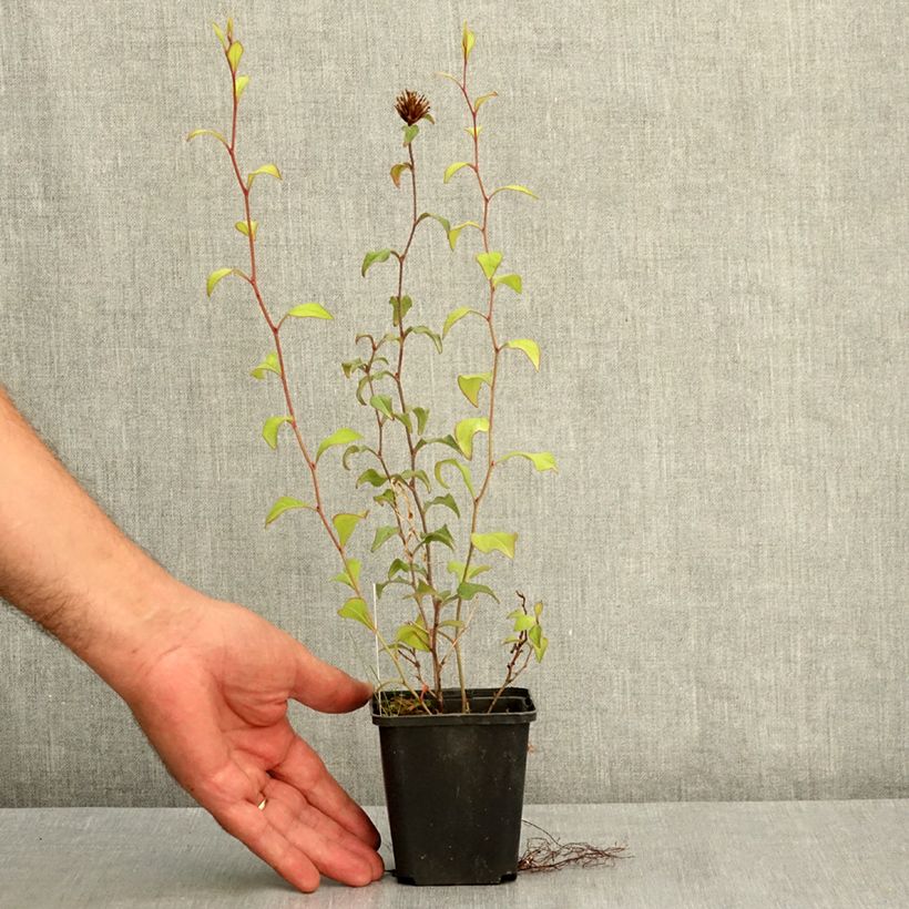 Exemplar von Ceratostigma willmottianum - Hornbleiwurz Kleine Töpfe von 8/9 cm wie im Sommer geliefert