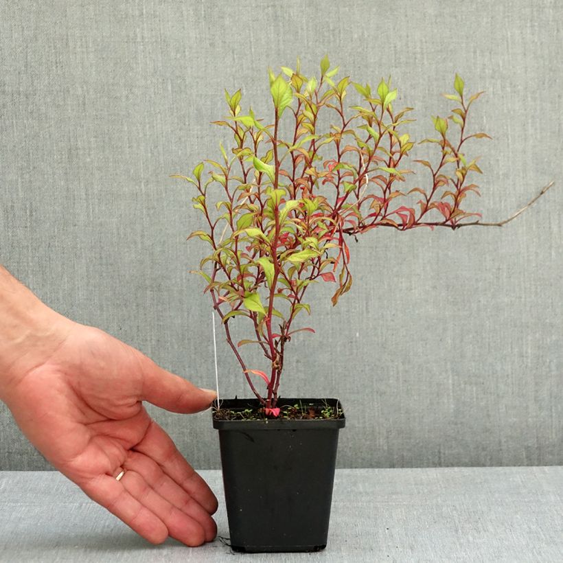 Exemplar von Ceratostigma willmottianum - Hornbleiwurz Kleine Töpfe von 8/9 cm wie im Frühjahr geliefert