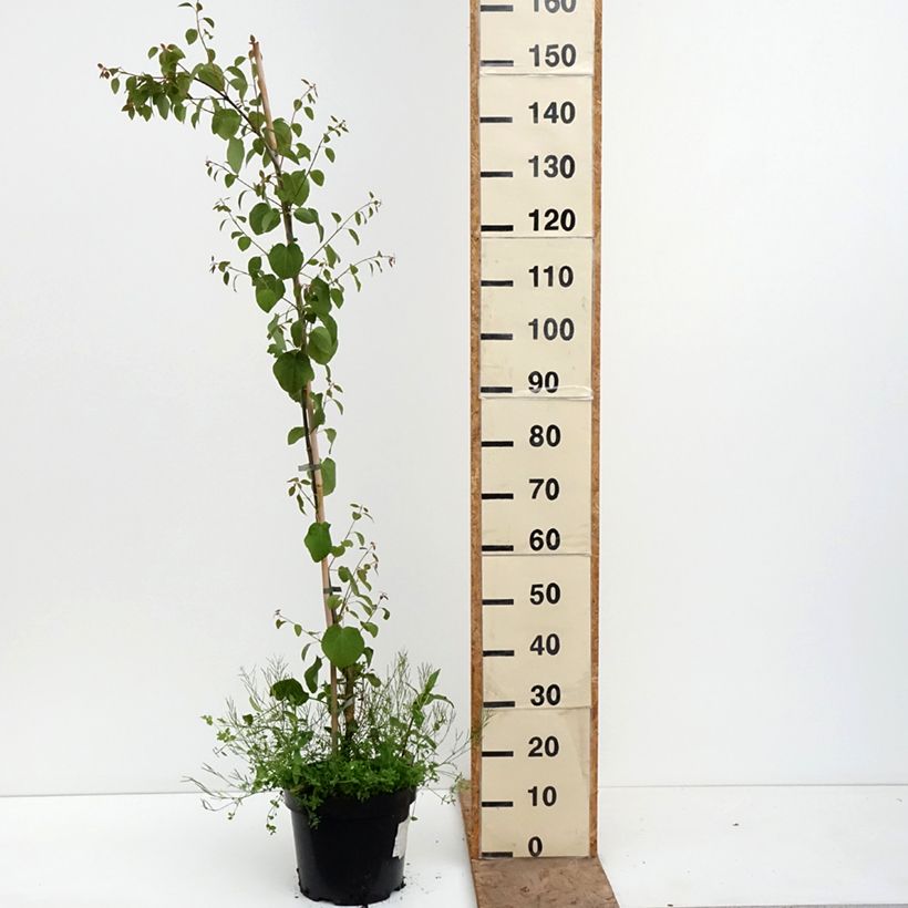 Exemplar von Japanischer Kuchenbaum Amazing Grace - Cercidiphyllum japonicum Topf mit 7,5L/10L wie im Frühjahr geliefert