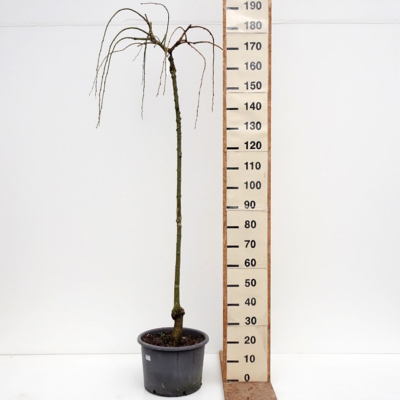 Exemplar von Japanischer Kuchenbaum Pendulum - Cercidiphyllum japonicum Topf mit 7,5L/10L, Stämmchen wie im Winter geliefert