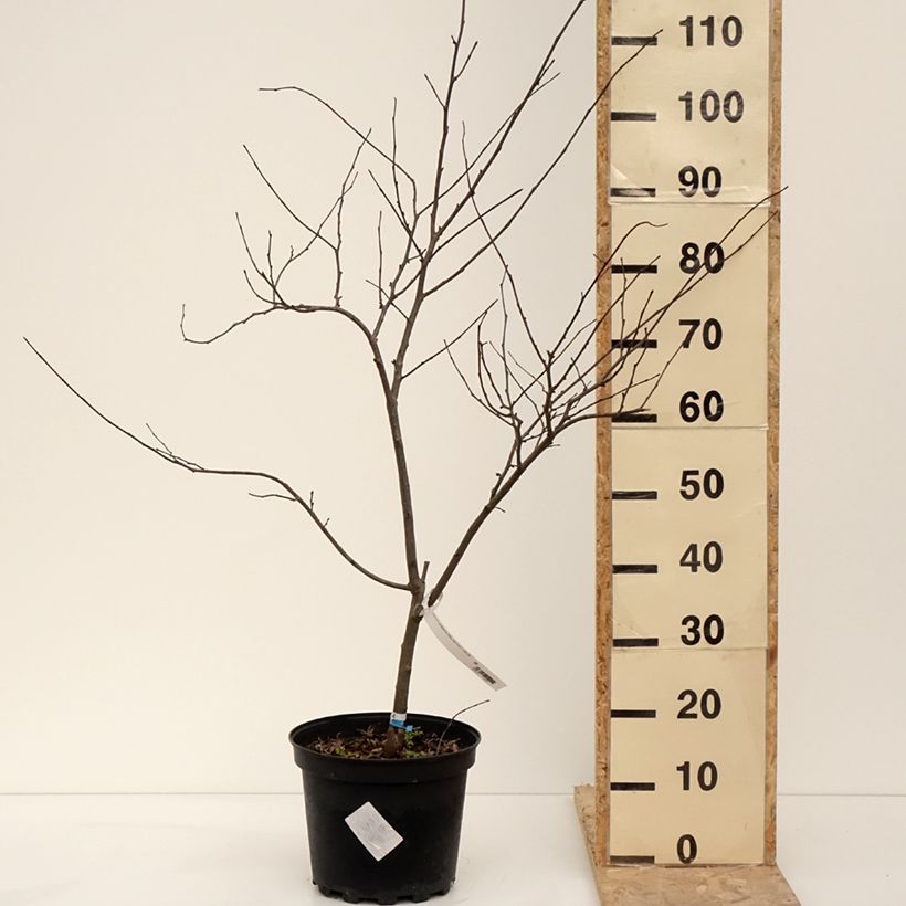 Exemplar von Cercis canadensis Alley Cat - Gainier du Canada  Pot de 6L/7L wie im Winter geliefert