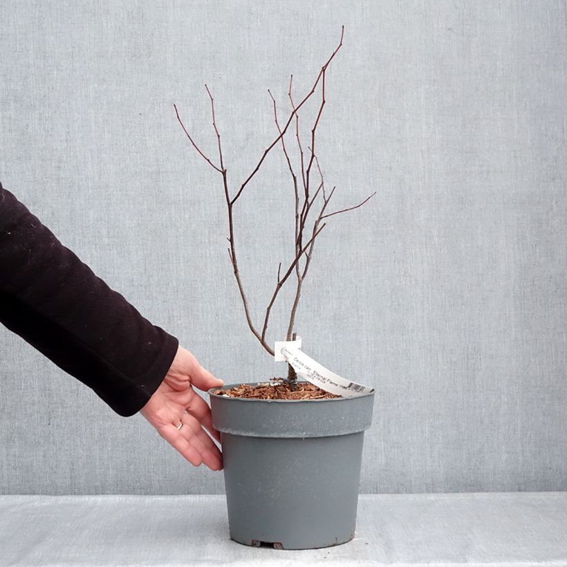 Exemplar von Kanadischer Judasbaum Eternal Flame - Cercis canadensis Topf mit 4L/5L wie im Winter geliefert