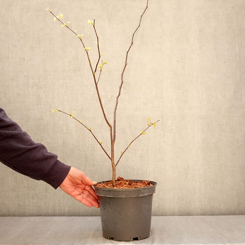Exemplar von Kanadischer Judasbaum - Cercis canadensis  Topf mit 4L/5L wie im Frühjahr geliefert