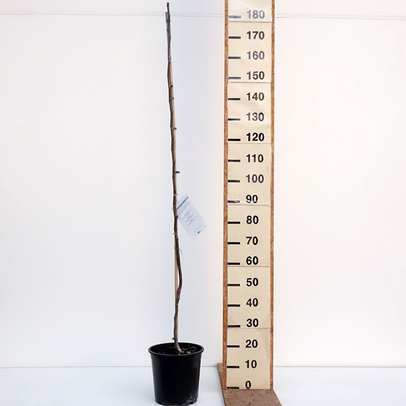 Exemplar von Kanadischer Judasbaum - Cercis canadensis  Topf mit 7,5L/10L wie im Winter geliefert
