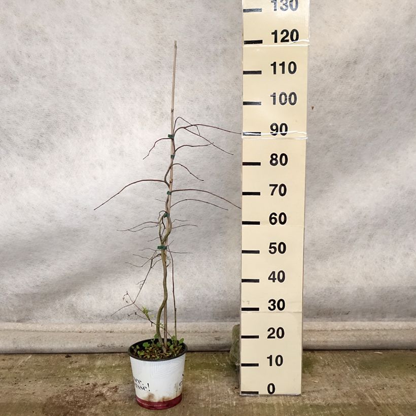 Exemplar von Kanadischer Judasbaum Golden Falls - Cercis canadensis Topf mit 4L/5L, Stämmchen wie im Herbst geliefert