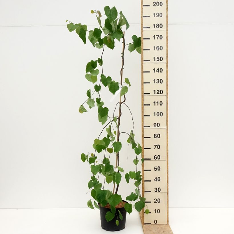 Example of Kanadischer Judasbaum Lavender Twist - Cercis canadensis Topf mit 7,5L/10L as you get in printemps