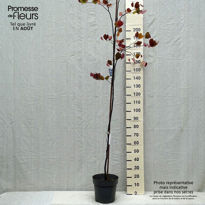 Exemplar von Kanadischer Judasbaum Merlot - Cercis canadensis Topf mit 6L/7L wie im Sommer geliefert
