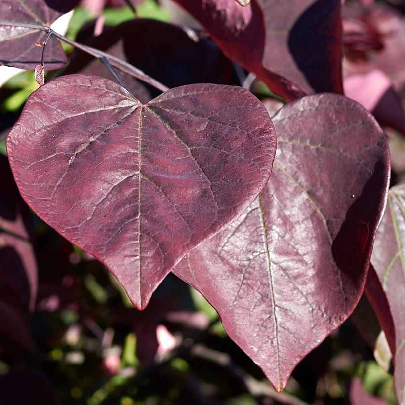 Kanadischer Judasbaum Red Force - Cercis canadensis (Foliage)