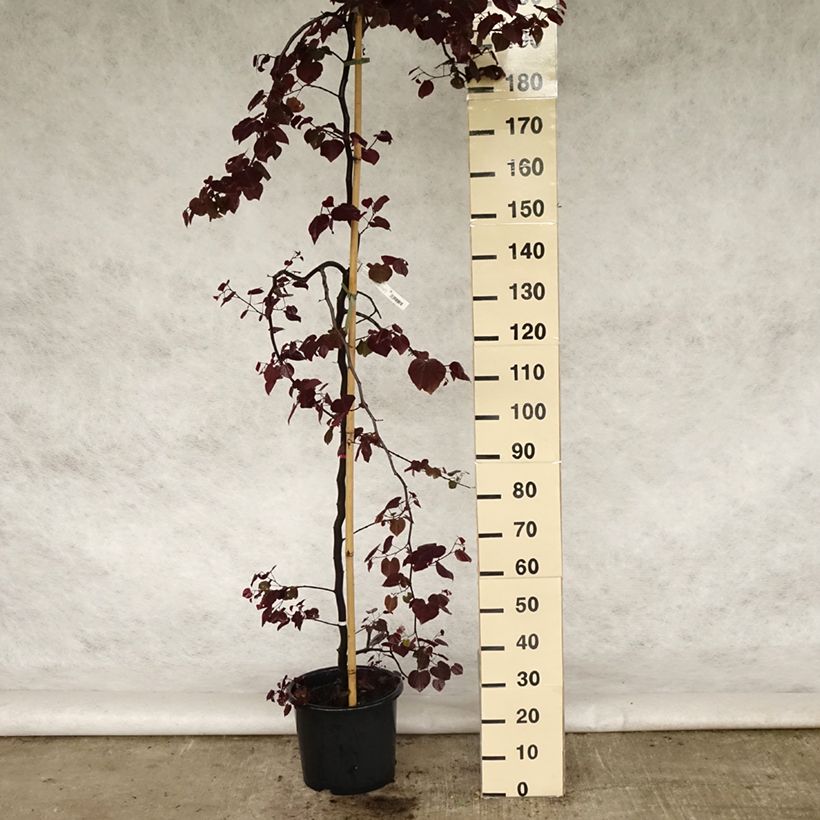 Example of Kanadischer Judasbaum Ruby Falls - Cercis canadensis Topf mit 7,5L/10L as you get in printemps
