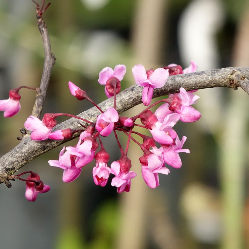 Kanadischer Judasbaum Ruby Falls - Cercis canadensis (Flowering)