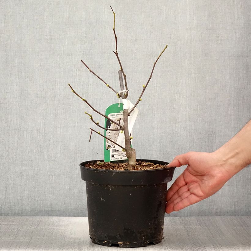 Exemplar von Kanadischer Judasbaum Texas White - Cercis canadensis Topf mit 4L/5L wie im Frühjahr geliefert