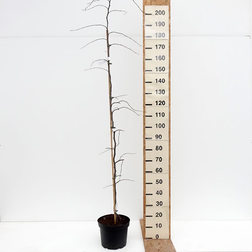 Exemplar von Kanadischer Judasbaum Traveller - Cercis canadensis Topf mit 7,5L/10L wie im Winter geliefert