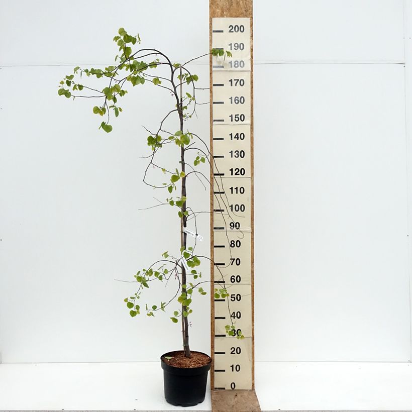 Exemplar von Kanadischer Judasbaum Traveller - Cercis canadensis Topf mit 7,5L/10L wie im Frühjahr geliefert