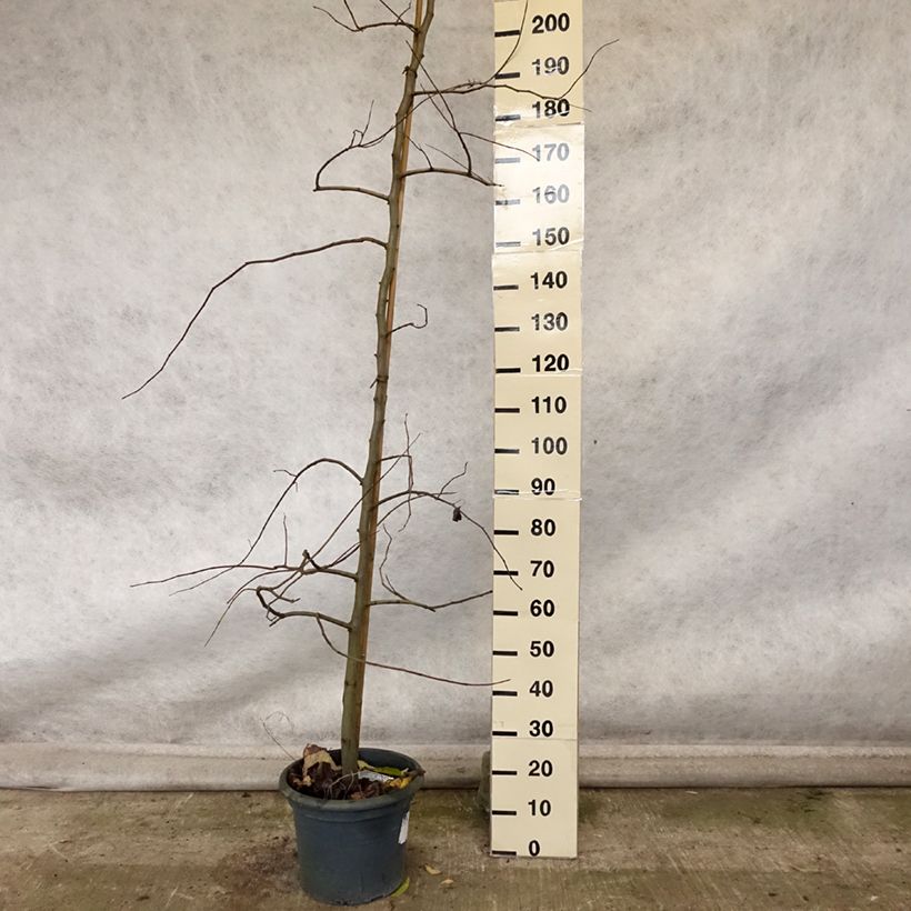 Exemplar von Kanadischer Judasbaum Vanilla Twist - Cercis canadensis Topf mit 4L/5L, Stämmchen wie im Herbst geliefert