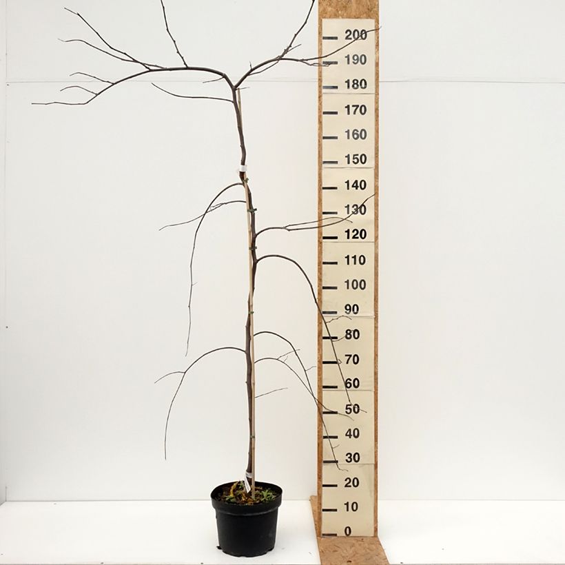 Exemplar von Kanadischer Judasbaum Vanilla Twist - Cercis canadensis Topf mit 7,5L/10L, Halbstamm wie im Herbst geliefert
