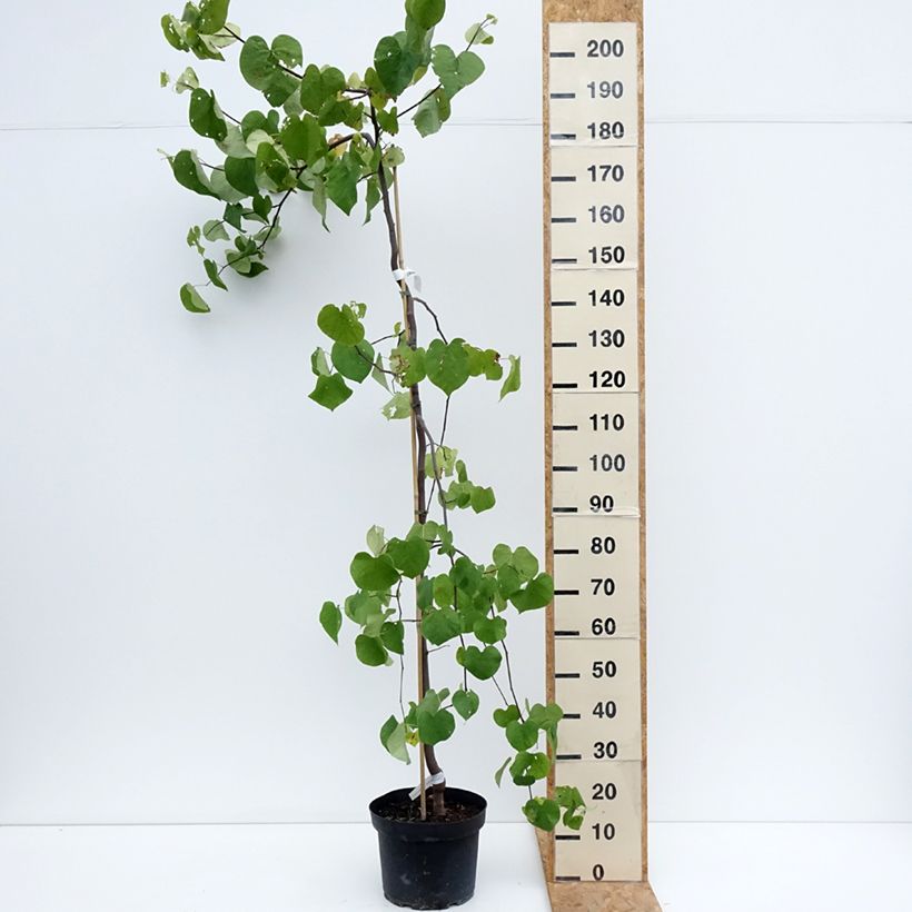 Exemplar von Kanadischer Judasbaum Vanilla Twist - Cercis canadensis Topf mit 7,5L/10L, Halbstamm wie im Sommer geliefert