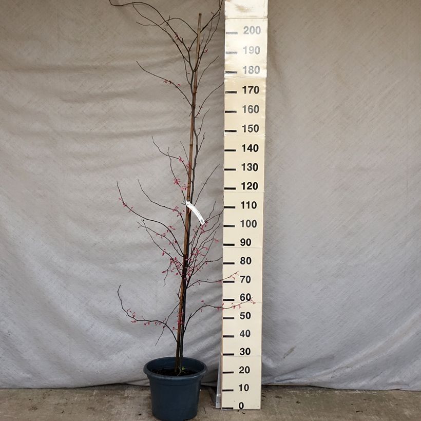 Example of Kanadischer Judasbaum Carolina Sweetheart - Cercis canadensis Topf mit 6L/7L as you get in printemps