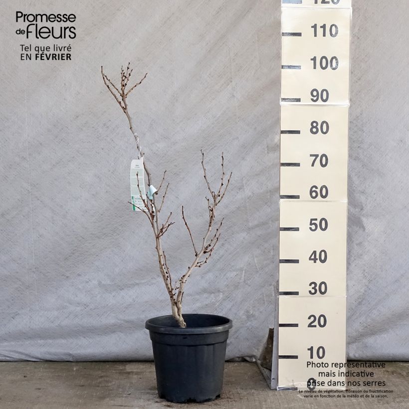 Example of Chinesischer Judasbaum Avondale - Cercis chinensis Topf mit 7,5L/10L as you get in hiver