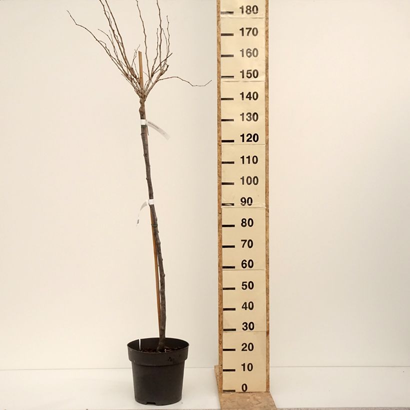 Exemplar von Cercis chinensis Don Egolf - Gainier de Chine compact Pot de 12L/15L, Tige, Tige de 120 cm wie im Winter geliefert