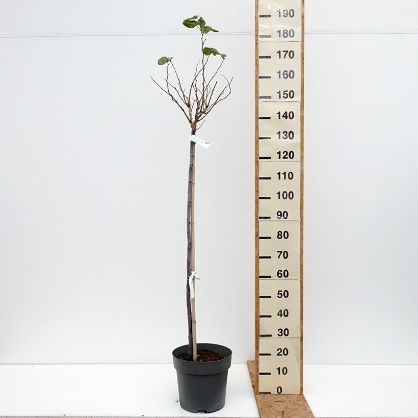 Exemplar von Chinesischer Judasbaum Don Egolf - Cercis chinensis Topf mit 12L/15L, Stamm wie im Herbst geliefert