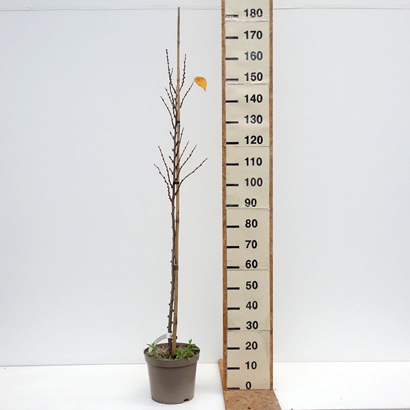 Exemplar von Chinesischer Judasbaum Kay's Early Hope - Cercis chinensis Topf mit 6L/7L, Stämmchen wie im Herbst geliefert
