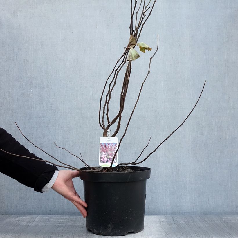 Exemplar von Cercis siliquastrum - Arbre de Judée Pot de 20L/25L wie im Herbst geliefert