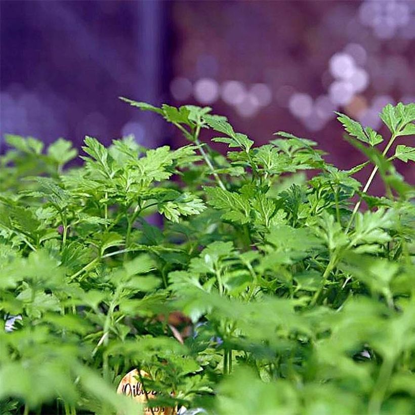 Garten-Kerbel Bio - Anthriscus cerefolium (Foliage)