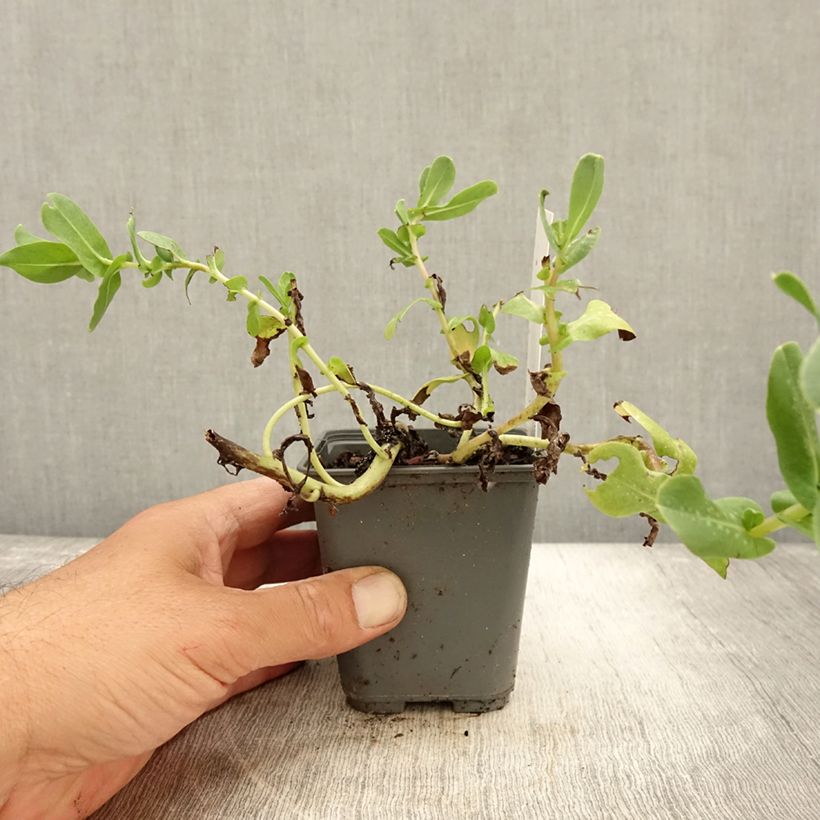 Exemplar von Cerinthe glabra - Alpen-Wachsblume Kleine Töpfe von 8/9 cm wie im Herbst geliefert