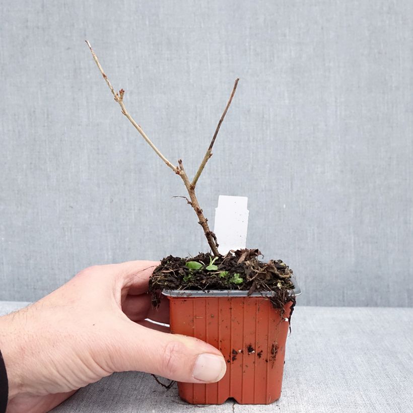 Exemplar von Fuji-Kirsche Paean - Prunus incisa Kleine Töpfe von 8/9 cm wie im Winter geliefert