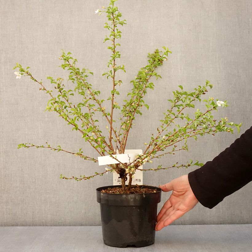 Exemplar von Fuji-Kirsche Yamadei - Prunus incisa Topf mit 2L/3L wie im Frühjahr geliefert