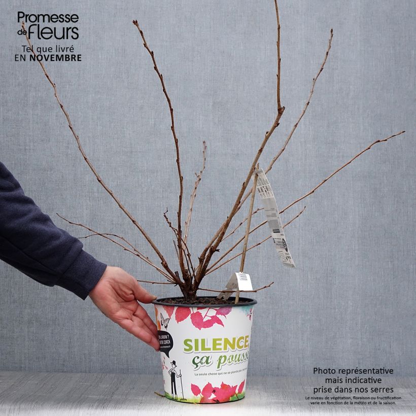 Exemplar von Cerisier du Japon - Prunus Accolade Pot de 4L/5L wie im Herbst geliefert