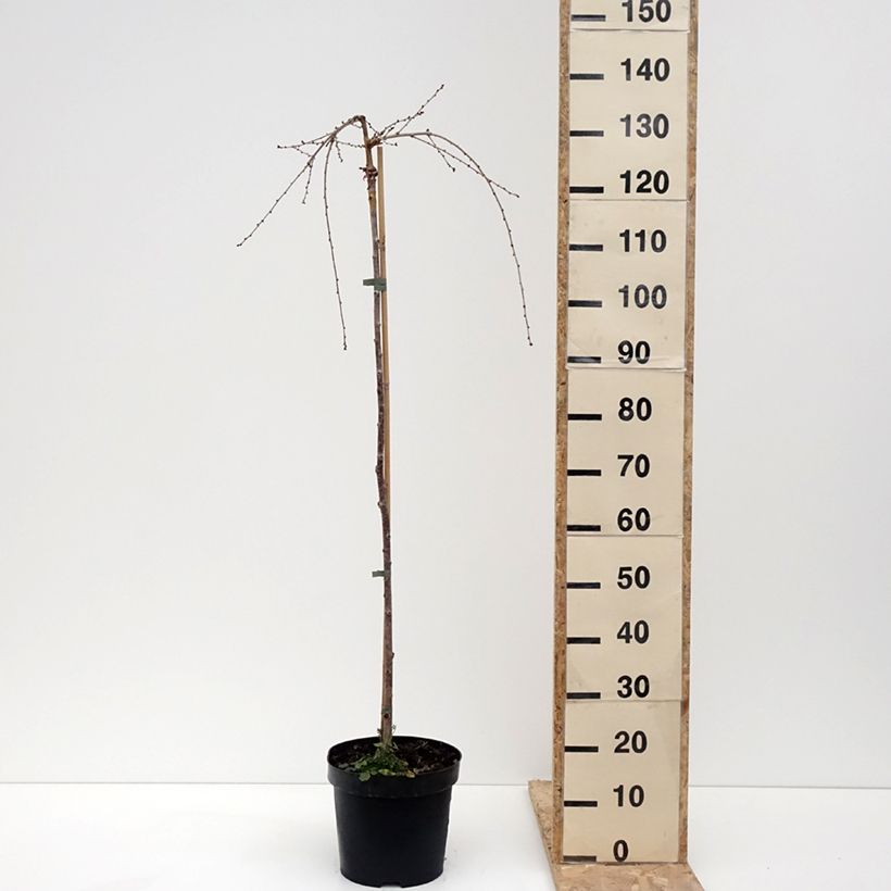 Exemplar von Fuji-Kirsche Frilly Frock - Prunus incisa Topf mit 7,5L/10L, Stamm wie im Winter geliefert