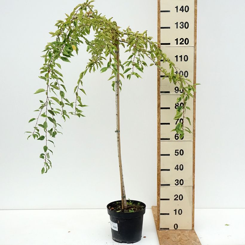 Exemplar von Fuji-Kirsche Frilly Frock - Prunus incisa Topf mit 7,5L/10L, Stamm wie im Sommer geliefert
