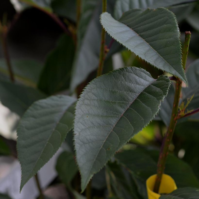 Zierkirsche Kanzan - Prunus serrulata (Foliage)