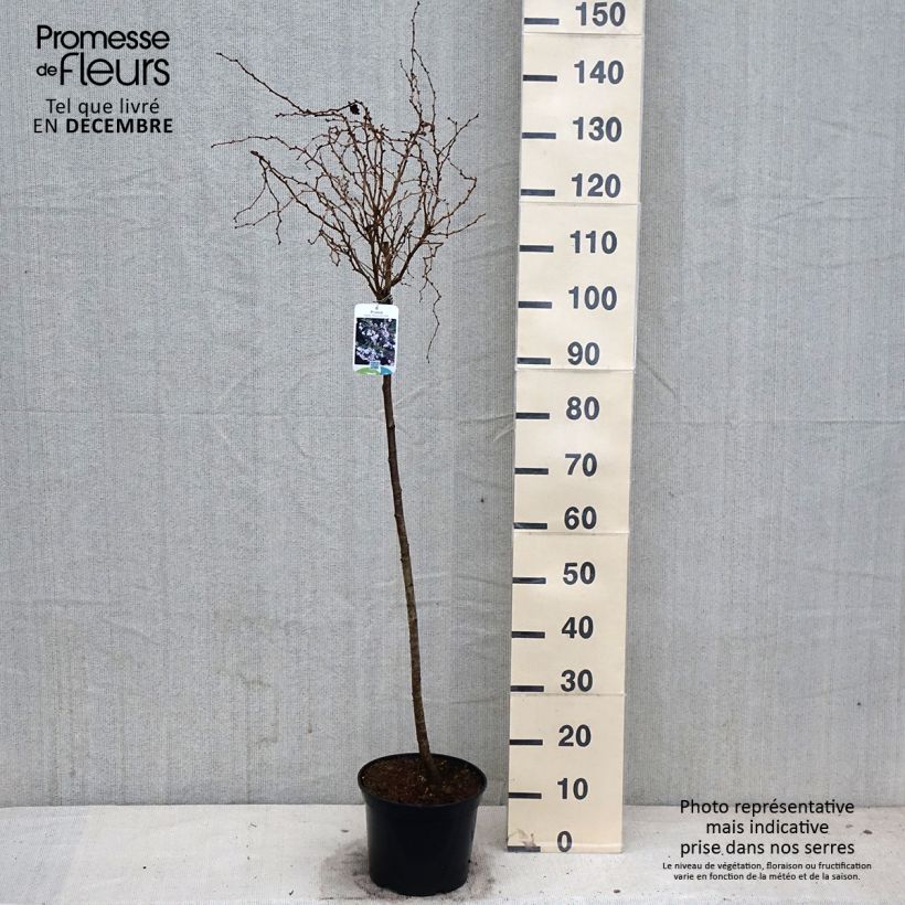 Exemplar von Fuji-Kirsche Kojo no mai - Prunus incisa Topf mit 4L/5L, Stamm wie im Herbst geliefert