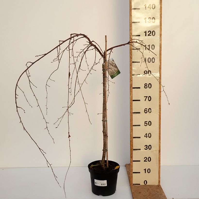 Exemplar von Yoshino-Kirsche Ivensii - Prunus yedoensis Topf mit 4L/5L wie im Herbst geliefert