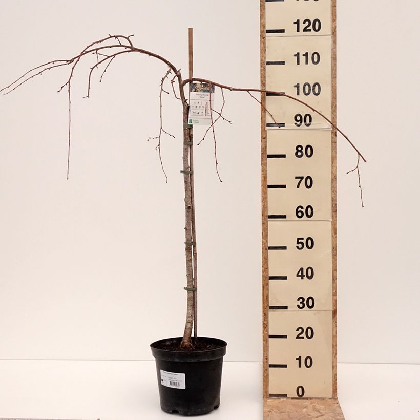 Exemplar von Yoshino-Kirsche Ivensii - Prunus yedoensis Topf mit 4L/5L wie im Winter geliefert
