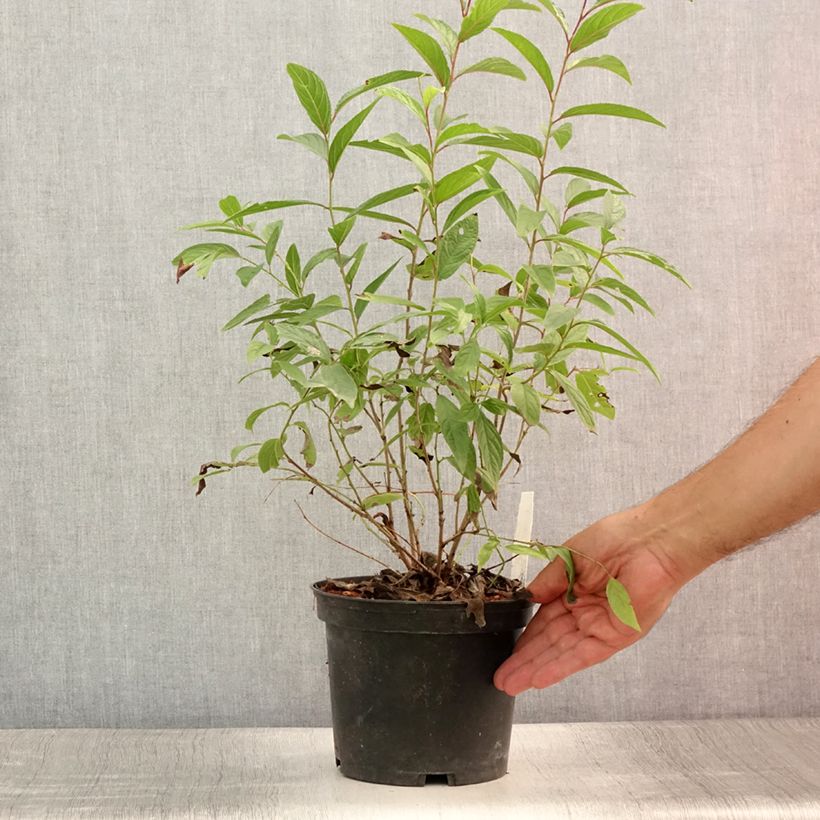 Exemplar von Drüsen-Kirsche Rosea Plena - Prunus glandulosa Topf mit 3L/4L wie im Sommer geliefert