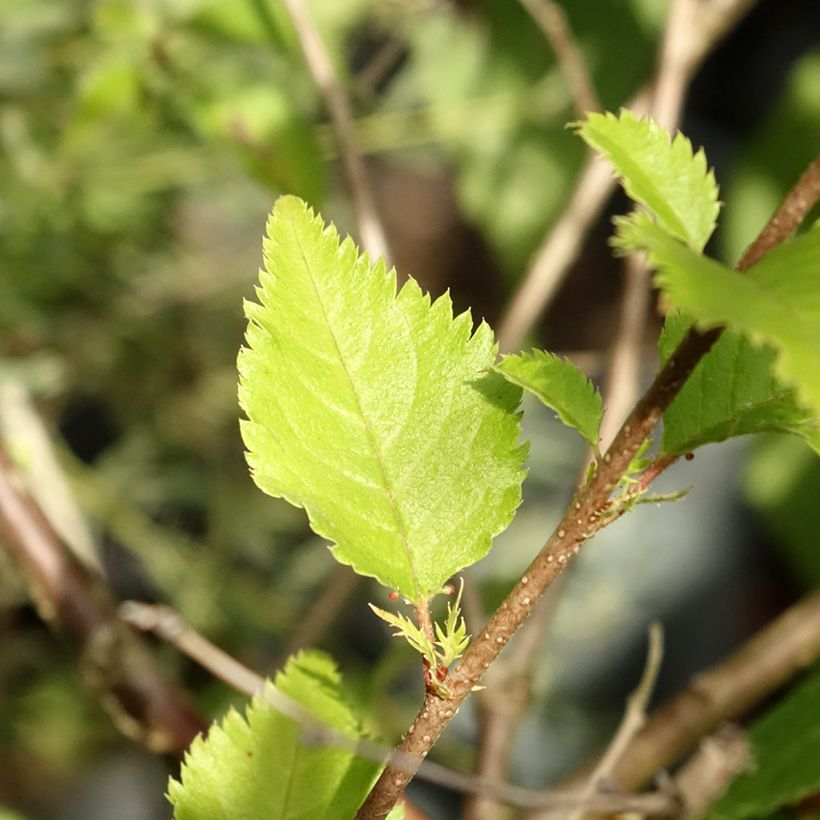 Zierkirsche Hally Jolivette - Prunus x subhirtella (Laub)