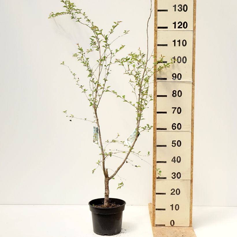 Exemplar von Zierkirsche Hally Jolivette - Prunus x subhirtella Topf mit 4L/5L wie im Frühjahr geliefert