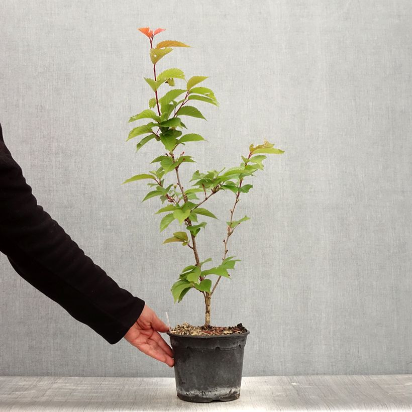 Example of Hilliers Kirsche Spire - Prunus hillieri Topf mit 3L/4L as you get in printemps