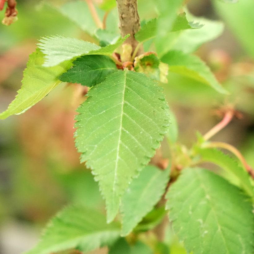 Kurilen-Kirsche Brillant - Prunus nipponica var. kurilensis (Foliage)