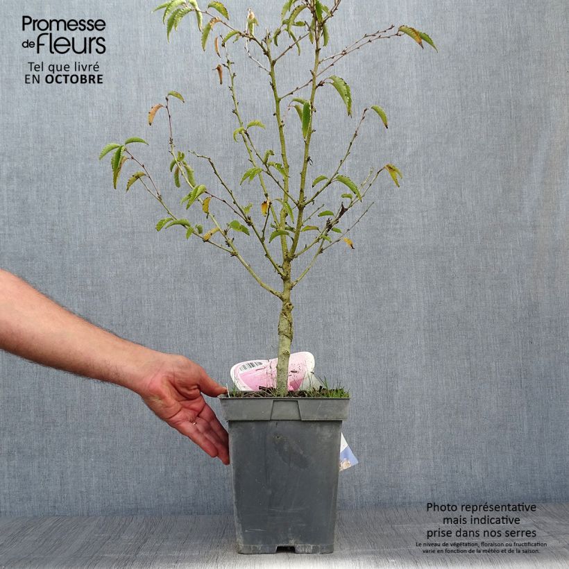 Exemplar von Kurilen-Kirsche Brillant - Prunus nipponica var. kurilensis Topf mit 4L/5L, Stamm wie im Herbst geliefert