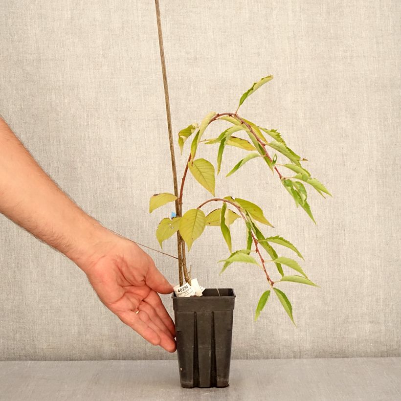 Exemplar von Zierkirsche Pink Cascade - Prunus Topf mit 1L/1,5L wie im Sommer geliefert