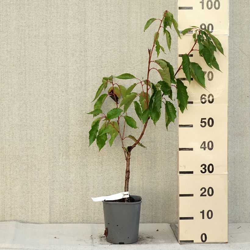 Exemplar von Zierkirsche Pink Perfection - Prunus serrulata Topf mit 4L/5L wie im Herbst geliefert