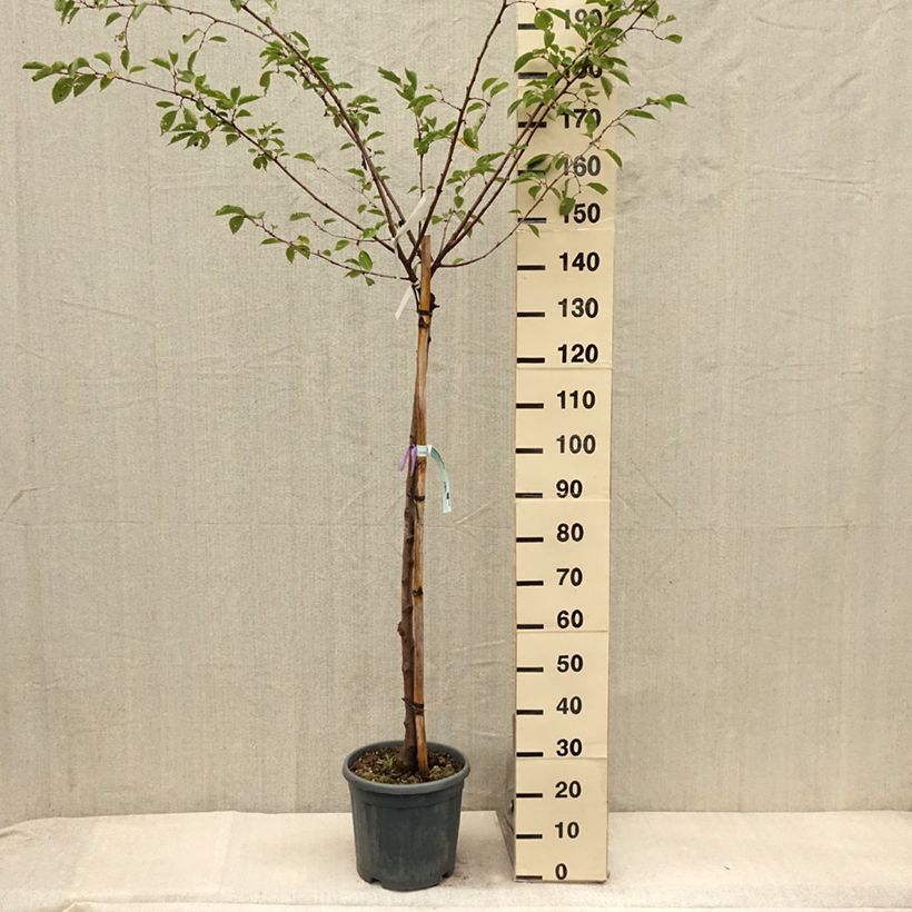 Exemplar von Zierkirsche Shirofugen - Prunus serrulata Topf mit 12L/15L, Halbstamm wie im Sommer geliefert