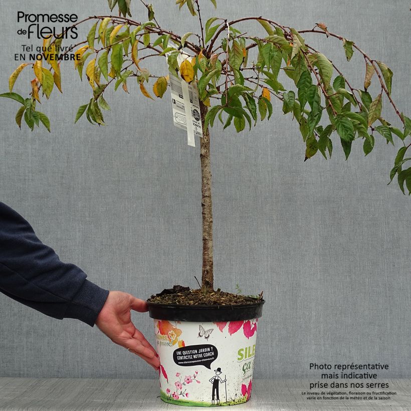 Exemplar von Zierkirsche Snow Fountains - Prunus Topf mit 7,5L/10L, Stamm wie im Herbst geliefert